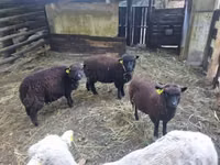 Ovelha, Southdown sheep — foto 1