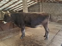 Krowa, Swiss cattle — zdjęcie 3