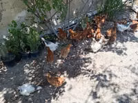 Chickens — zdjęcie 8