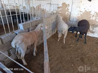 பெண் ஆடு, Merino sheep — புகைப்படம் 2