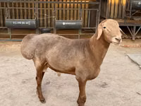 雄羊, Arashan sheep — 写真 2