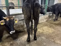 Vaca, Raça Alatau — foto 4