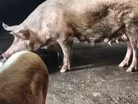 Locha, Świnie — zdjęcie 2