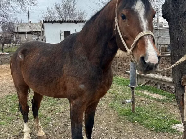 حصان, Arabian horse