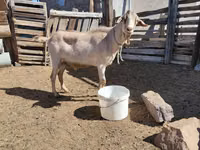 Cabro, Saanen goat — foto 1