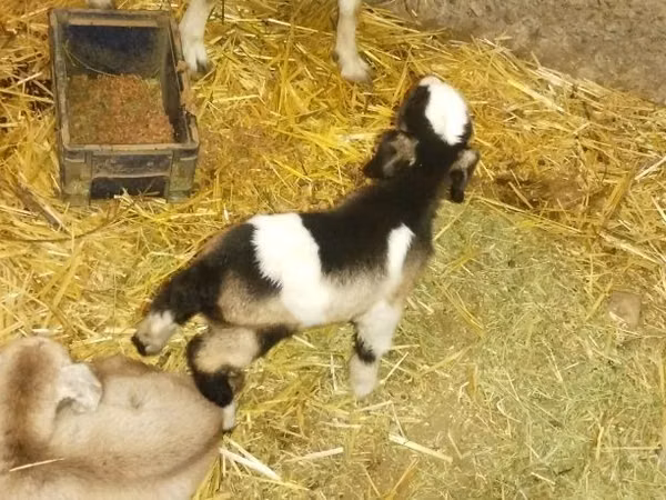 Cabra, Cabras