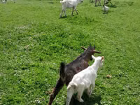 Ziegenbock, Ziegen — Foto 4