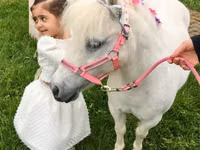 Égua, Miniature horse — foto 5