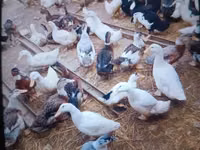 Ducks — foto 1