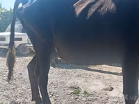 Vaca, Ganado vacuno — foto 4