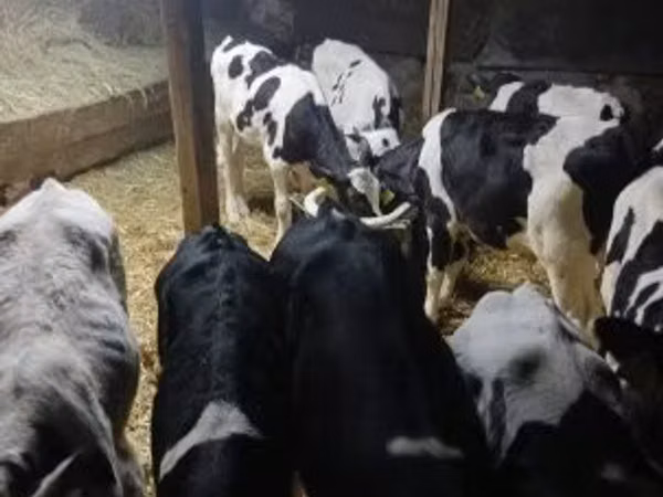 雄牛, Russian Black pied cattle