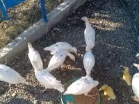 Ducks — foto 2