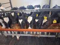 ხარი, Russian Black pied cattle — ფოტო 2