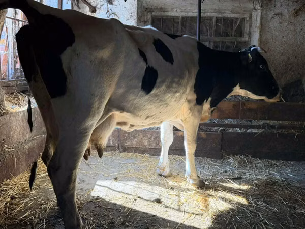Vache, Russian Black pied cattle