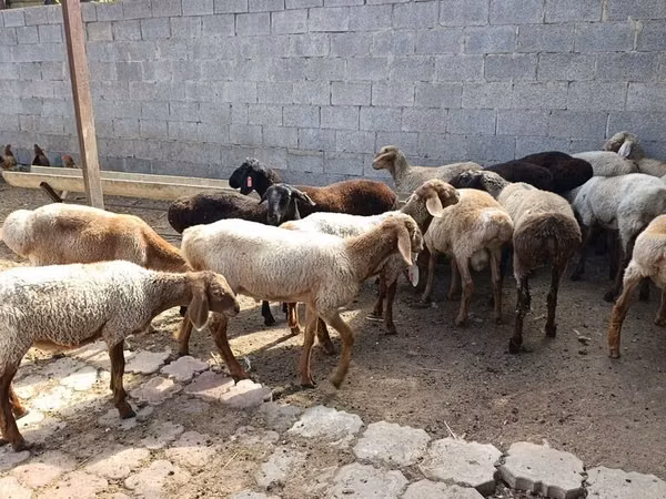Carneiro, Ovelhas