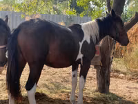 Cavalo, French Trotter — foto 1
