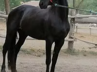 Jument, Friesian — photo 2