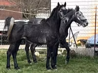 Atlar (partiya, cinsi göstərilməyib), Lipizzaner — foto 5