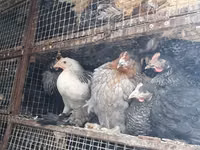 Chickens — الصورة 5