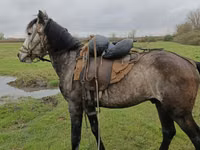 Aygʻir, Azerbaijan horse — 4-rasm