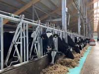 İnek, Holstein ırkı — foto 3