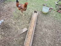Chickens — Foto 1