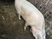 Sow, Pigs — photo 7