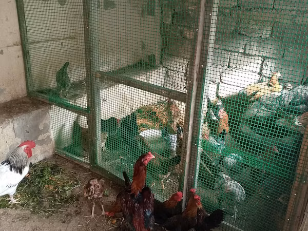 Bantam japonesa