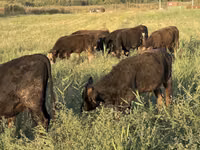 Toro, Swiss cattle — foto 2