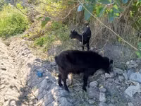 Cabra, Cabras — foto 3