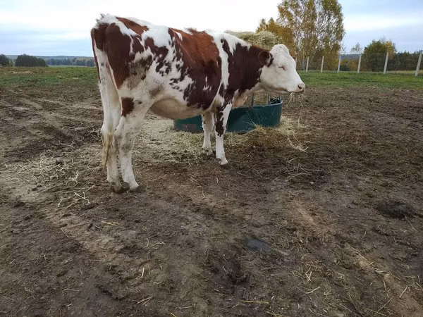 母牛, Simmental cattle