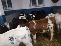 牛只（批次，未指定性别）, Limousin cow — 照片 3