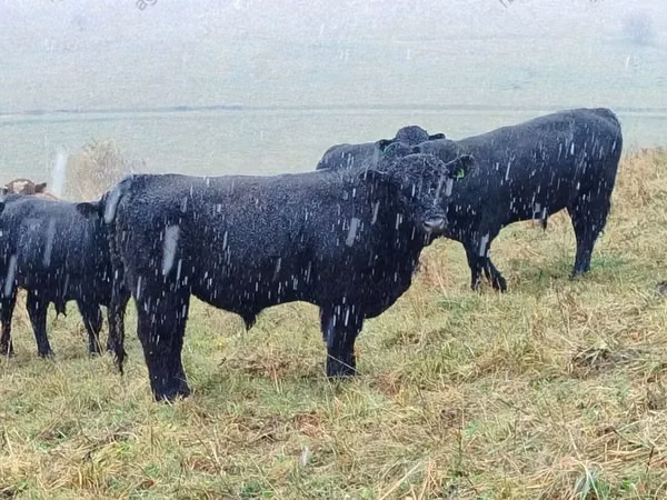 Vache, Vache galloise
