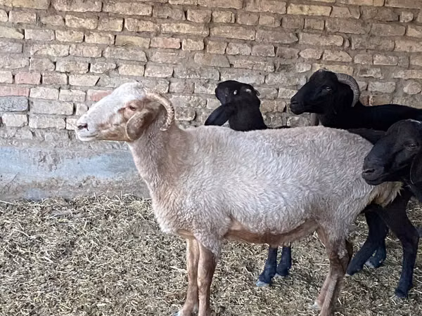 Owca, Merino sheep