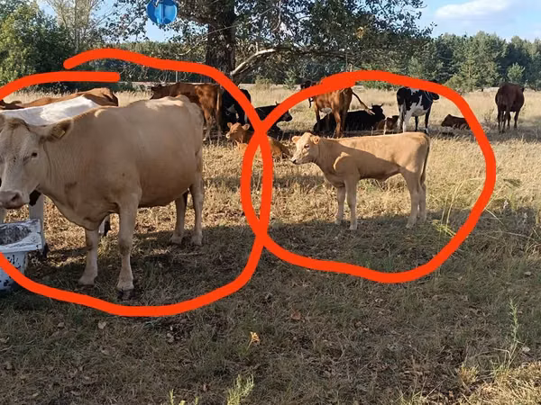 Sigir, Simmental cattle