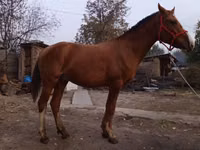 Horse (M), Horses — photo 3