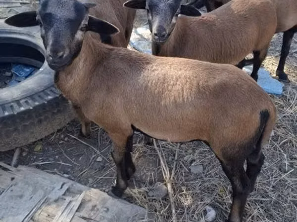 ஆண் ஆடு, Cameroon sheep