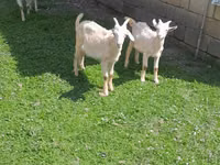 Ziegenbock, Ziegen — Foto 3