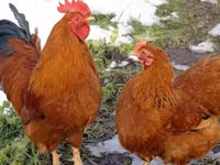 Chickens — zdjęcie 8