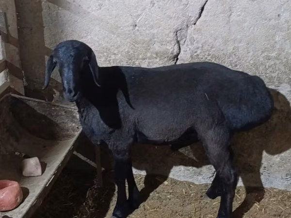 Ram, Hissar sheep