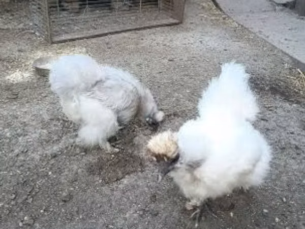 Danish hen