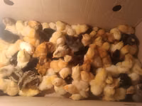 Chickens — foto 1