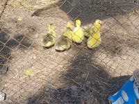 Geese — foto 1