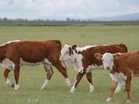Vache, Race Holstein — photo 6