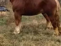 Айғыр, Suffolk Punch — 7-сурет