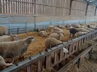 Koyun, Rouge de l’Ouest sheep — foto 3