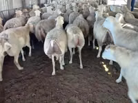 نعجة, الأغنام — الصورة 4