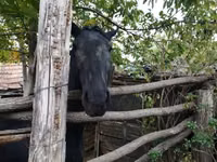 雌馬, Nonius horse — 写真 3