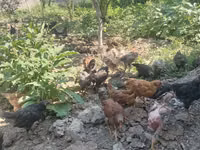Chickens — foto 4