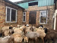 Widder, Rhon sheep — Foto 1